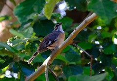 Cercotrichas quadrivirgata