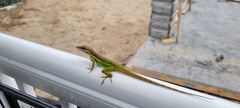 Anolis bimaculatus
