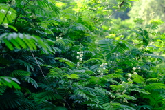 Senegalia schweinfurthii