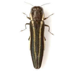 Agrilus bilineatus