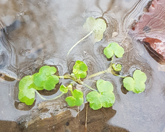 Ranunculus hederaceus