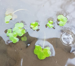 Ranunculus hederaceus