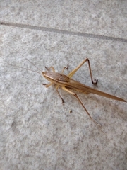 Neoconocephalus