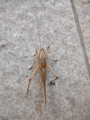 Neoconocephalus
