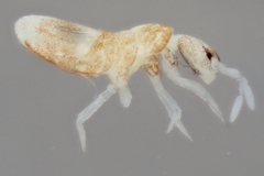 Pseudosinella