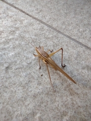 Neoconocephalus