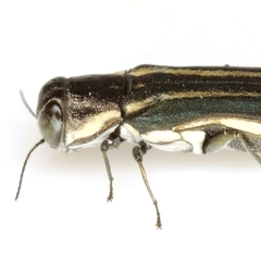 Agrilus bilineatus