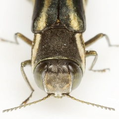 Agrilus bilineatus