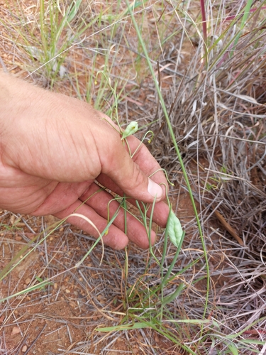 Frutang (Camptorrhiza strumosa)