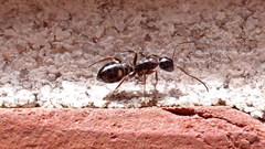 Camponotus quadrinotatus