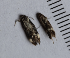 Mompha conturbatella