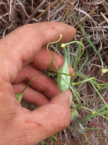 Image of Camptorrhiza strumosa by (c) Manuel R Popp, some rights reserved (CC BY)
