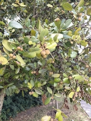 Calophyllum brasiliense antillanum