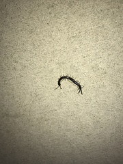 Cormocephalus rubriceps