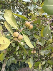 Calophyllum brasiliense antillanum