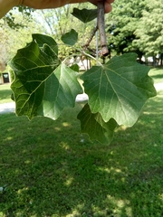 Populus alba
