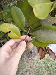 Calophyllum brasiliense antillanum