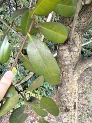 Calophyllum brasiliense antillanum