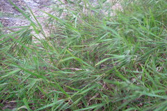 Themeda arguens