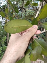Calophyllum brasiliense antillanum
