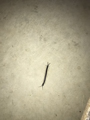 Cormocephalus rubriceps