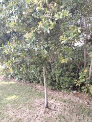 Calophyllum brasiliense antillanum