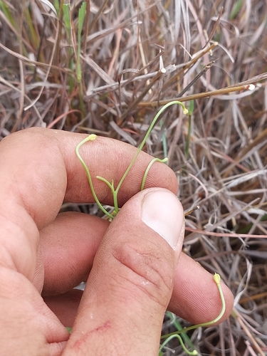 Image of Camptorrhiza strumosa by (c) Manuel R Popp, some rights reserved (CC BY)