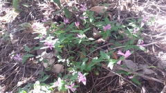 Rhinotropis californica