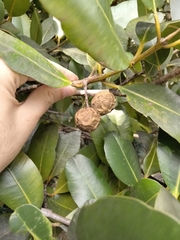 Calophyllum brasiliense antillanum