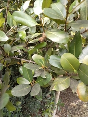 Calophyllum brasiliense antillanum