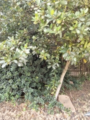 Calophyllum brasiliense antillanum