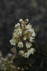 Miconia ligustrina