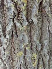 Populus alba