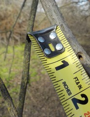 Desmocerus californicus dimorphus