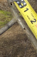 Desmocerus californicus dimorphus