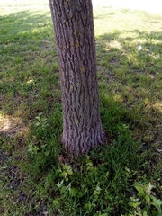Populus alba