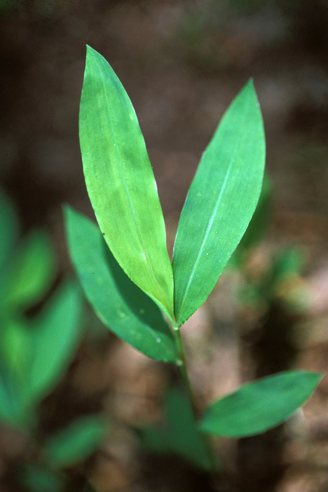 Microstegium