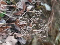 Galium valantioides