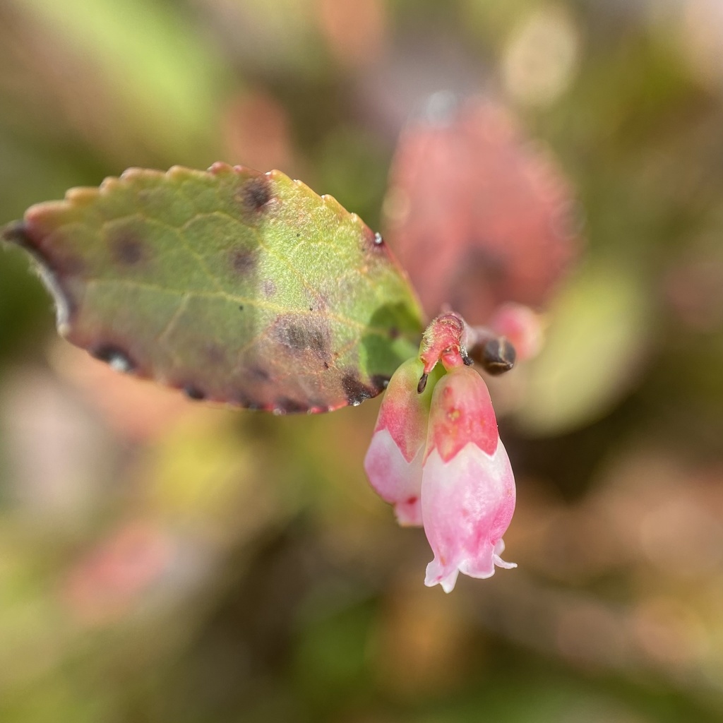 San Bruno Huckleberry