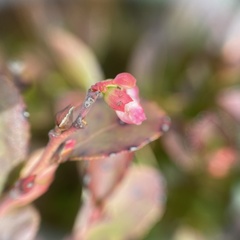 Vaccinium ×brunoense