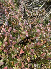 Vaccinium ×brunoense
