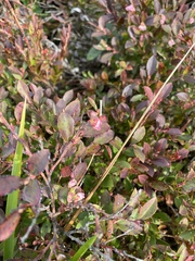 Vaccinium ×brunoense