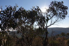 Eucalyptus goniocalyx goniocalyx