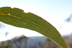 Eucalyptus goniocalyx goniocalyx