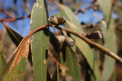 Eucalyptus goniocalyx goniocalyx