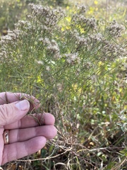 Baccharis angustifolia