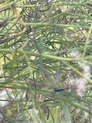 Baccharis angustifolia