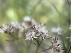 Baccharis angustifolia
