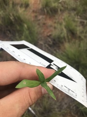 Agathisanthemum bojeri