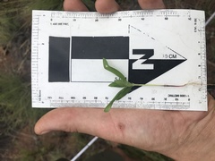 Agathisanthemum bojeri